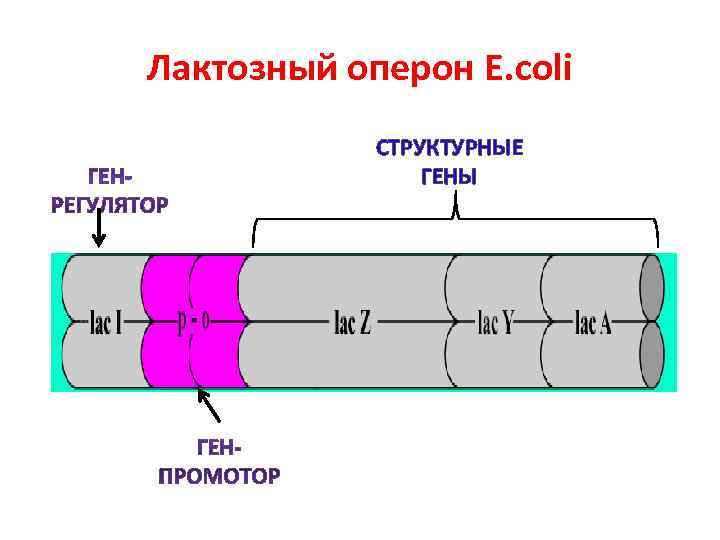 Лактозный оперон Е. сoli   СТРУКТУРНЫЕ   ГЕНЫ 
