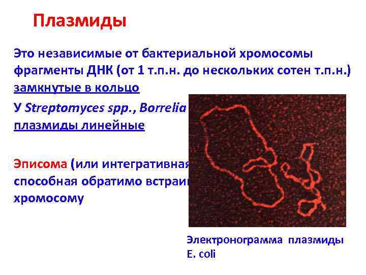 Вирус бактерия или плазмида несущая встроенный фрагмент. Бактериальная хромосома микробиология. Строение бактериальной хромосомы. Размеры бактериальной хромосомы. Плазмида бактерий.