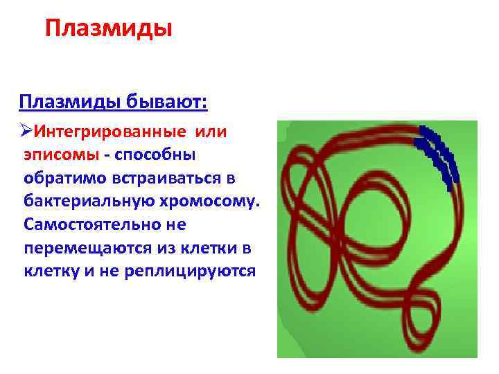  Плазмиды бывают: ØИнтегрированные или эписомы - способны обратимо встраиваться в бактериальную хромосому. Самостоятельно