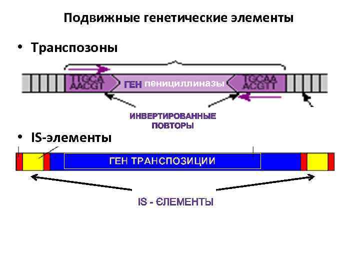 Подвижный элемент. Подвижные генетические элементы: транспозоны, is-элементы.. Транспозоны бактерий строение. Is элементы и транспозоны бактерий. Инсерционные элементы и транспозоны.