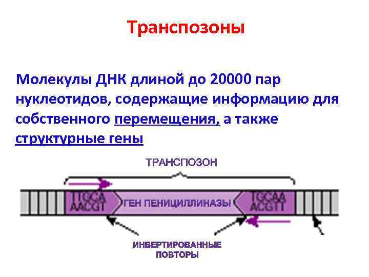    Транспозоны Молекулы ДНК длиной до 20000 пар нуклеотидов, содержащие информацию для