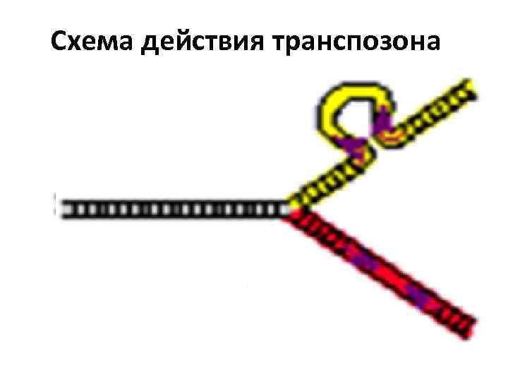 Схема действия транспозона 