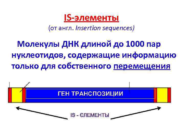   IS-элементы  (от англ. Insertion sequences)  Молекулы ДНК длиной до 1000