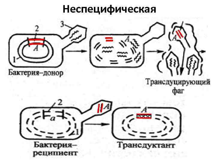 Неспецифическая 