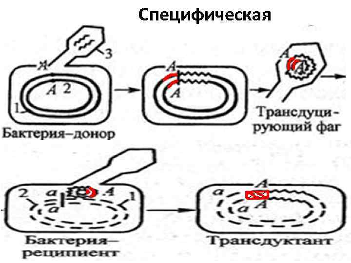 Специфическая 