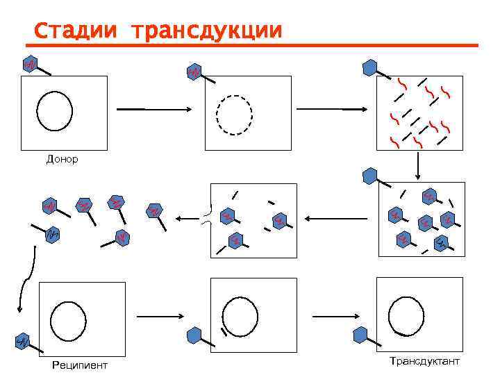 Стадии трансдукции Донор Реципиент  Трансдуктант 
