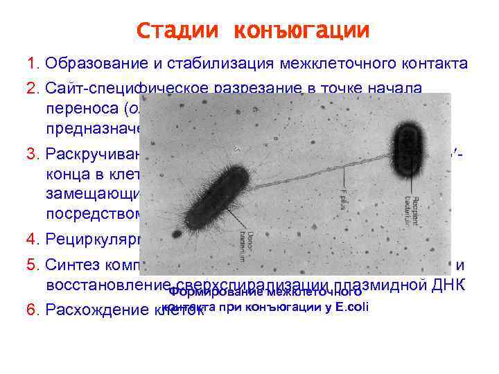    Стадии конъюгации 1. Образование и стабилизация межклеточного контакта 2. Сайт-специфическое разрезание
