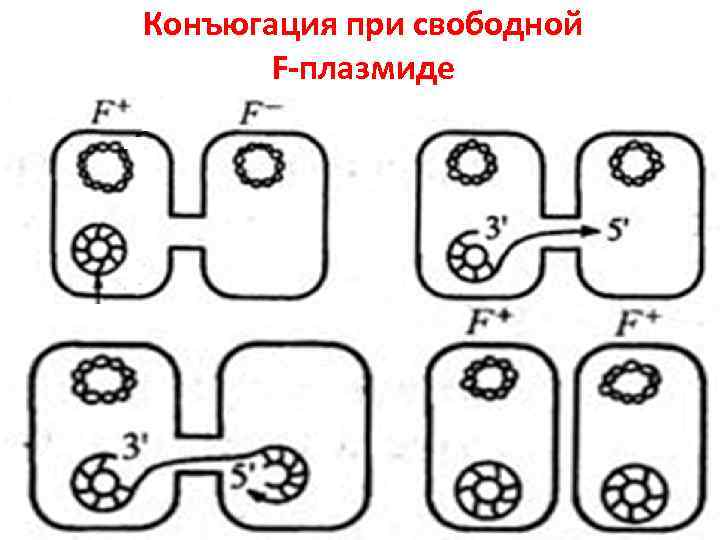 Конъюгация при свободной  F-плазмиде 