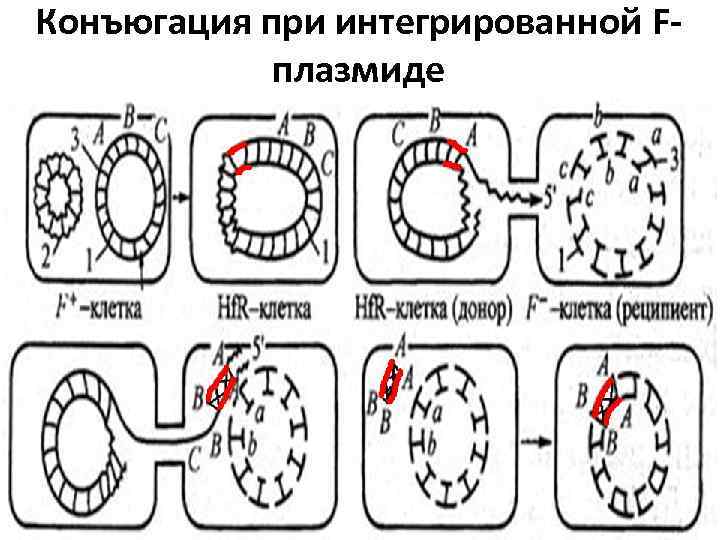 Конъюгация при интегрированной F-   плазмиде 