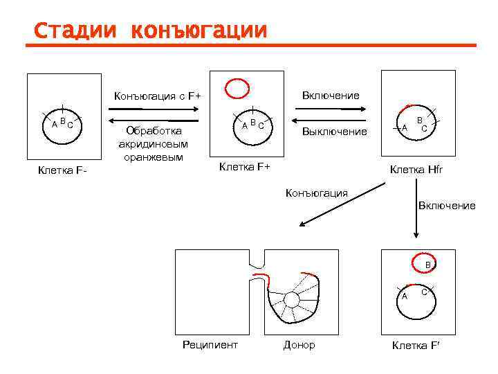 Стадии конъюгации   Конъюгация с F+   Включение  А ВС 