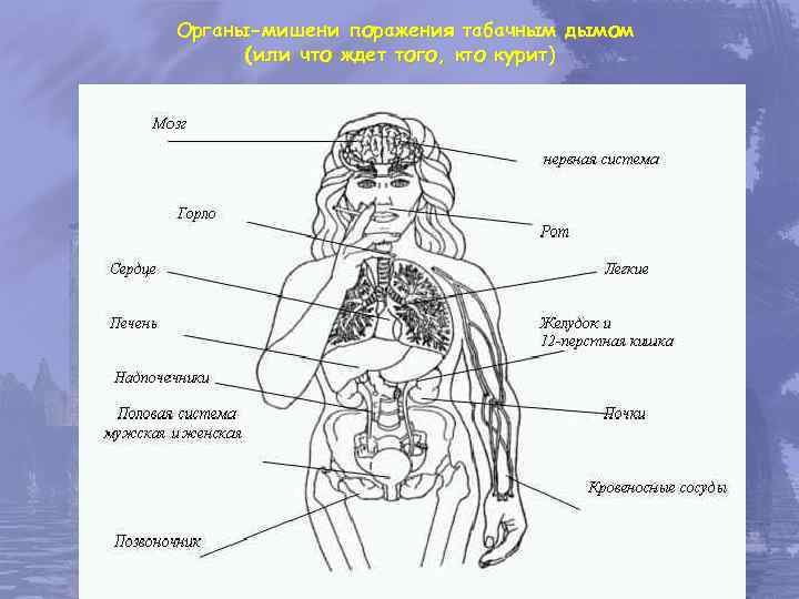  Органы-мишени поражения табачным дымом  (или что ждет того, кто курит) 