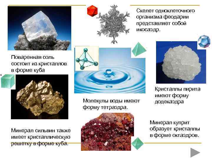     Скелет одноклеточного     организма феодарии  