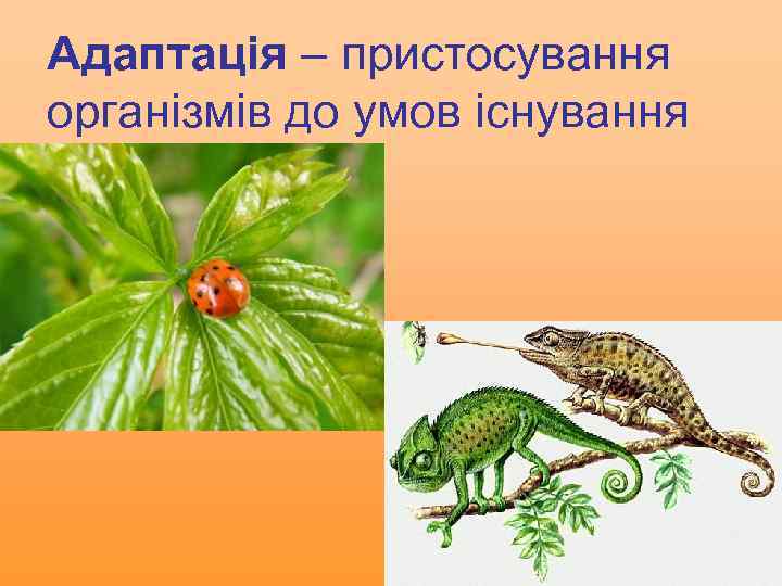 Адаптація – пристосування організмів до умов існування 