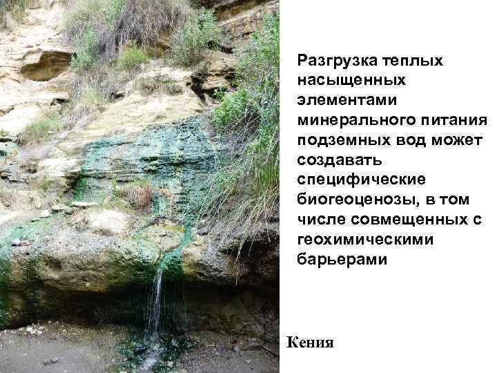  Разгрузка теплых насыщенных элементами минерального питания подземных вод может создавать специфические биогеоценозы, в