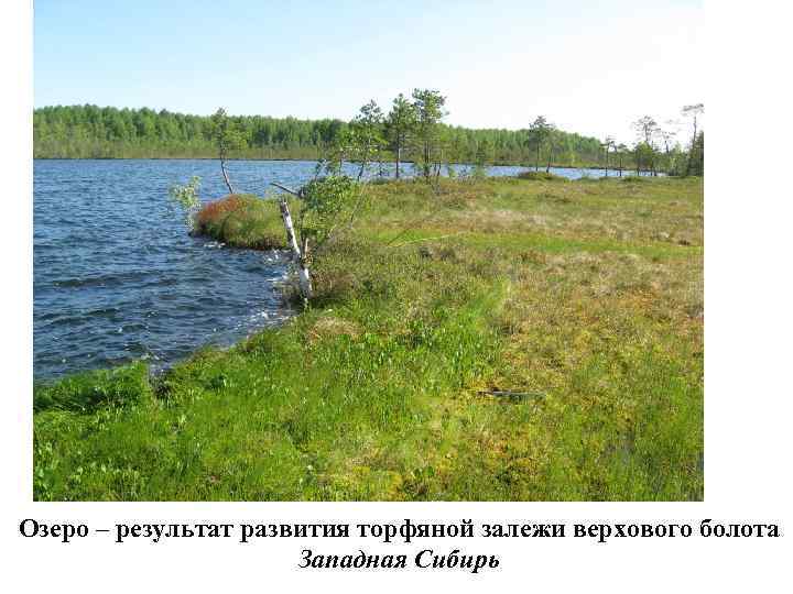 ГИДРОСФЕРА  БОЛОТА    Происхождение болот 