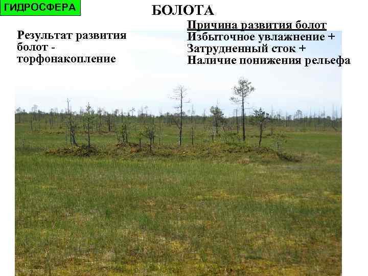 ГИДРОСФЕРА  БОЛОТА Верховые – питание атмосферными водами Переходные Низинные – питание грунтовыми водами