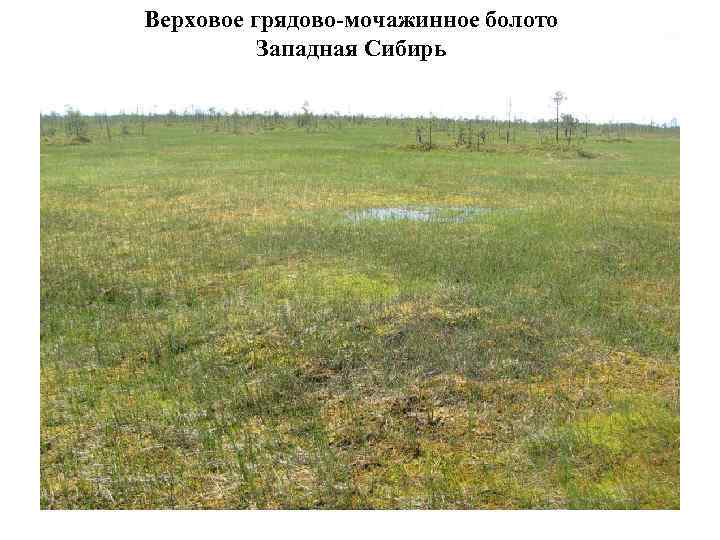   Роль болот в ландшафте • Местообитания редких видов • Формирование и регулирование