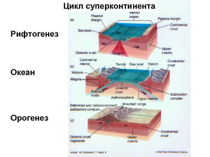 Цикл суперконтинента Рифтогенез Океан Орогенез 