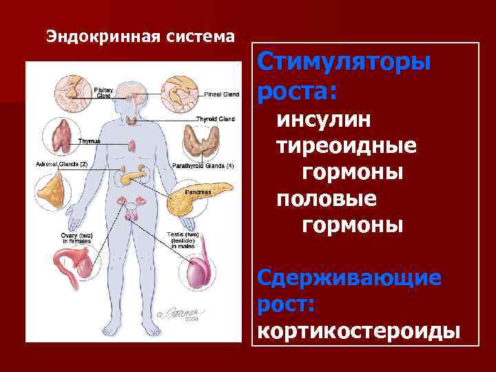 Эндокринная система    Стимуляторы    роста:    