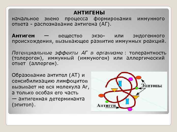      АНТИГЕНЫ начальное звено процесса формирования иммунного ответа - распознавание