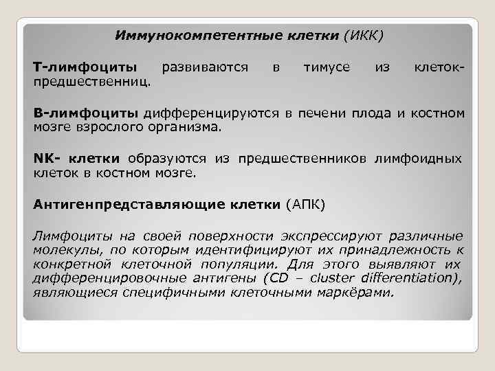   Иммунокомпетентные клетки (ИКК) Т-лимфоциты развиваются в  тимусе  из  клеток-