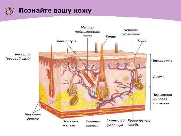 Познайте вашу кожу 