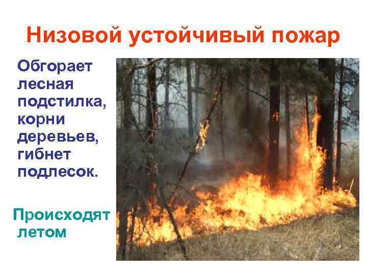  Низовой устойчивый пожар Обгорает лесная подстилка, корни деревьев, гибнет подлесок.  Происходят летом