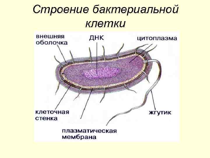 Строение бактериальной  клетки 