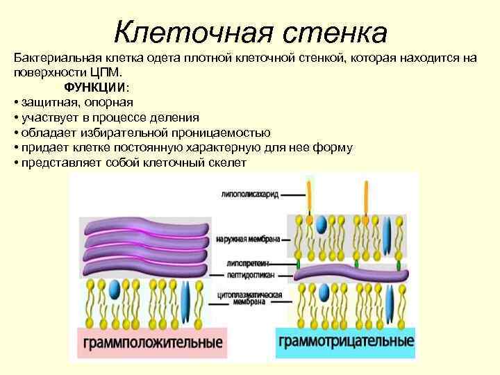 Клеточная стенка растений состоит преимущественно из. Функции клеточной стенки грамположительных бактерий. Клеточная стенка грамотрицательных бактерий функции. Строение и функции бактериальной клеточной стенки. Клеточная стенка строение и функции.