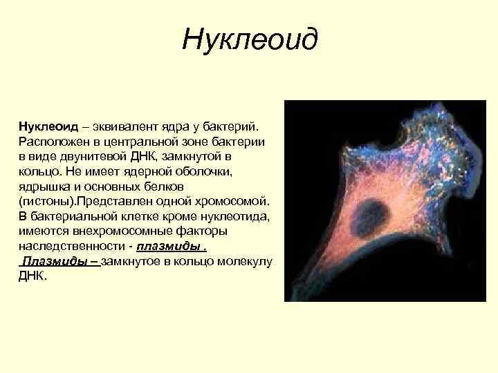      Нуклеоид – эквивалент ядра у бактерий. Расположен в центральной