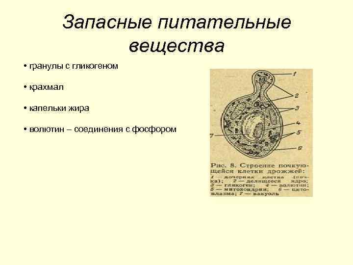 Запасные питательные вещества находятся в