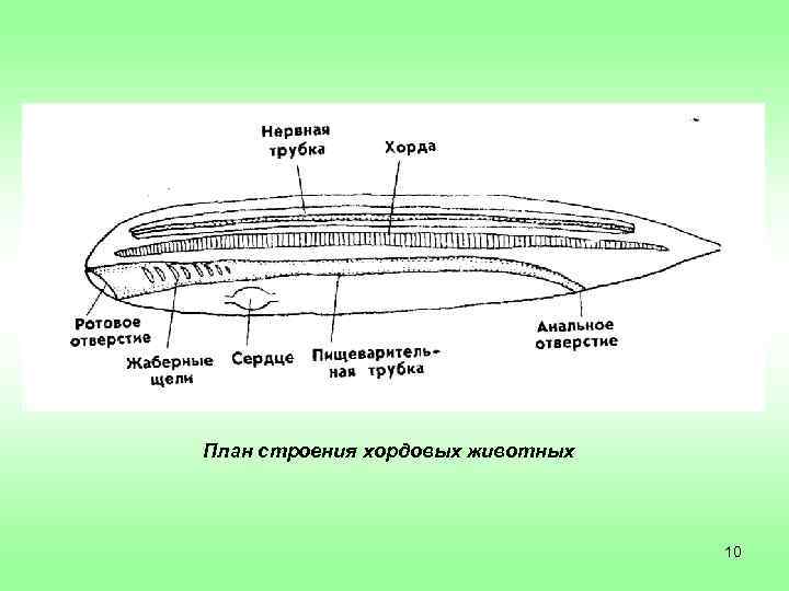 План строения хордовых животных    10 