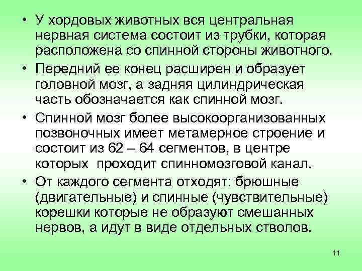  • У хордовых животных вся центральная  нервная система состоит из трубки, которая