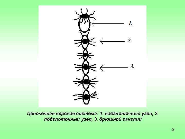 Цепочечная нервная система: 1. надглоточный узел, 2.  подглоточный узел, 3. брюшной ганглий 