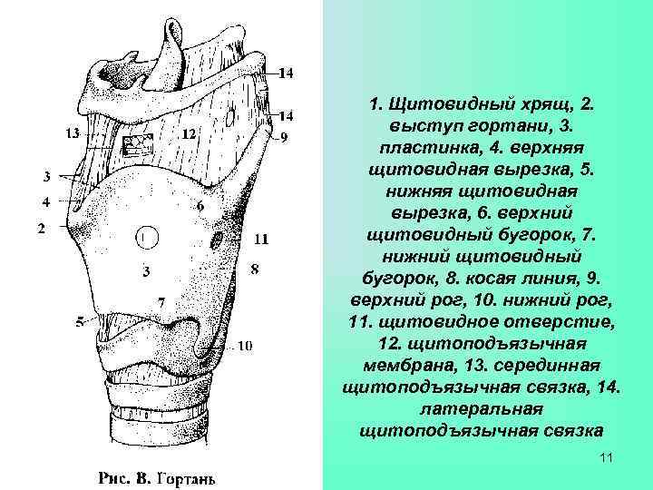 Нижний латынь. Нижняя вырезка щитовидного хряща. Нижняя щитовая вырезка. Нижняя щитовидная вырезка. Верхняя вырезка щитовидного хряща.