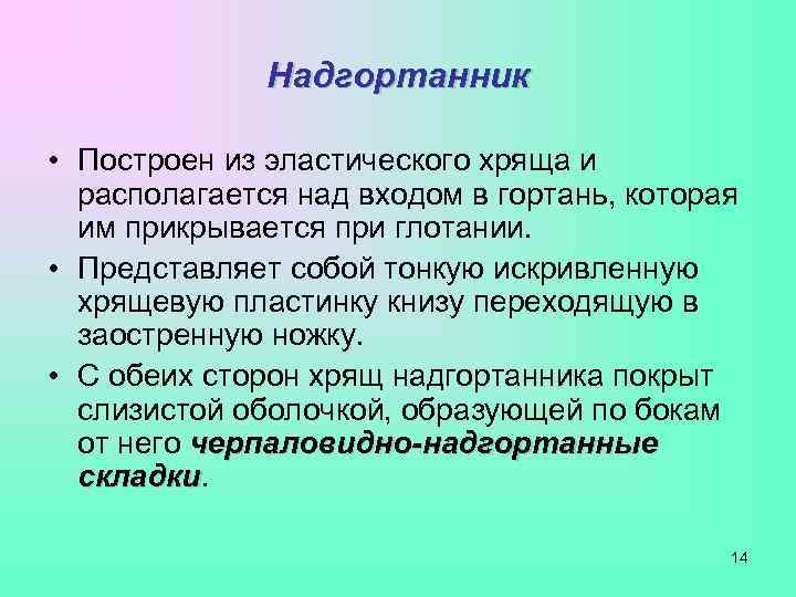    Надгортанник  • Построен из эластического хряща и  располагается над
