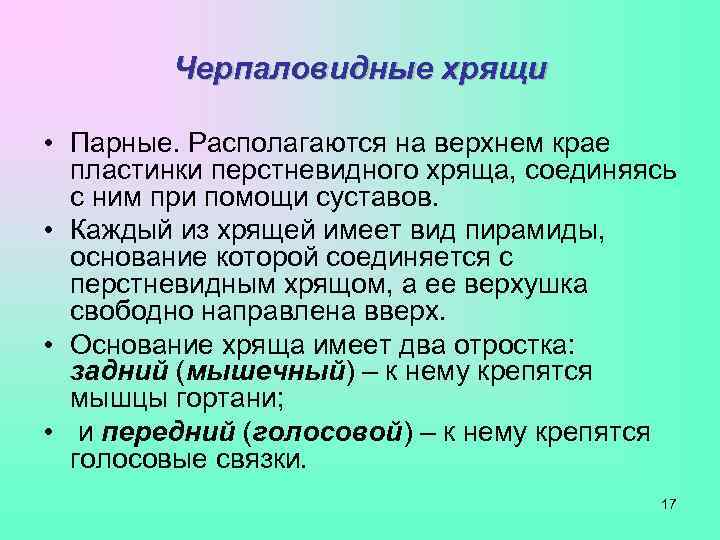    Черпаловидные хрящи  • Парные. Располагаются на верхнем крае  пластинки