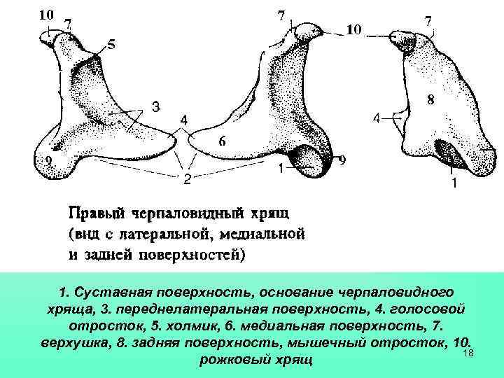  1. Суставная поверхность, основание черпаловидного хряща, 3. переднелатеральная поверхность, 4. голосовой отросток, 5.