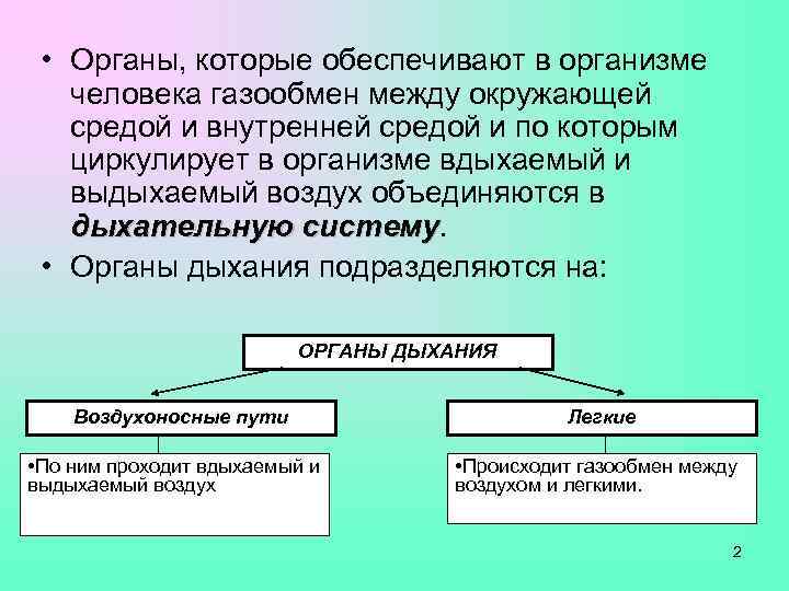  • Органы, которые обеспечивают в организме  человека газообмен между окружающей  средой
