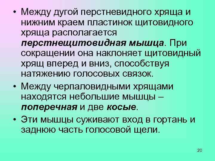  • Между дугой перстневидного хряща и  нижним краем пластинок щитовидного  хряща