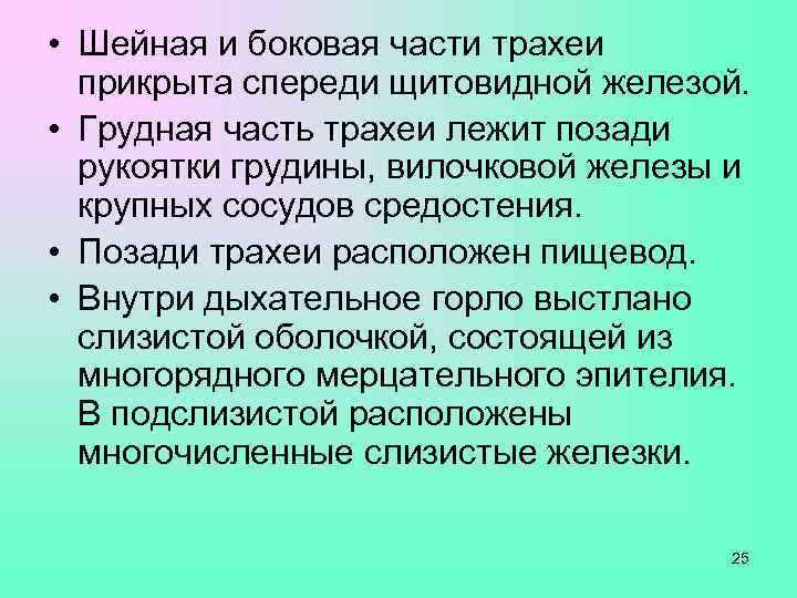  • Шейная и боковая части трахеи  прикрыта спереди щитовидной железой.  •