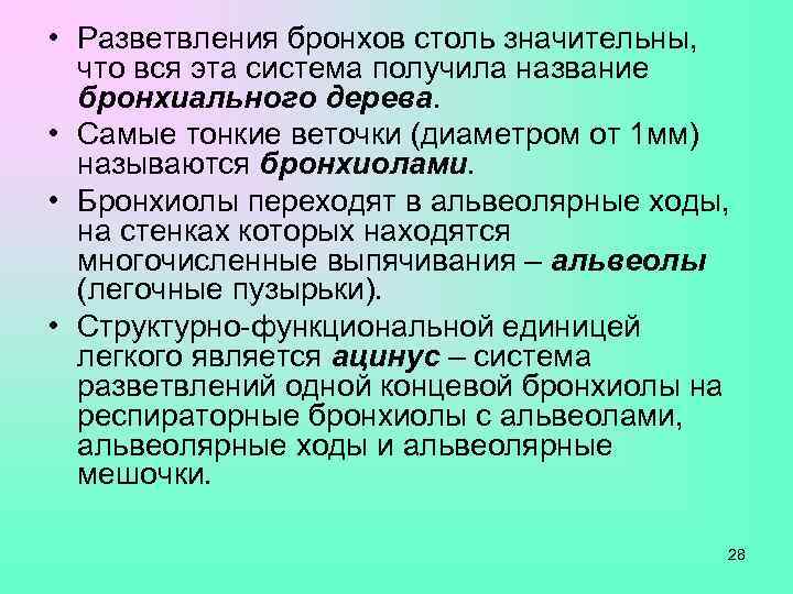  • Разветвления бронхов столь значительны,  что вся эта система получила название 