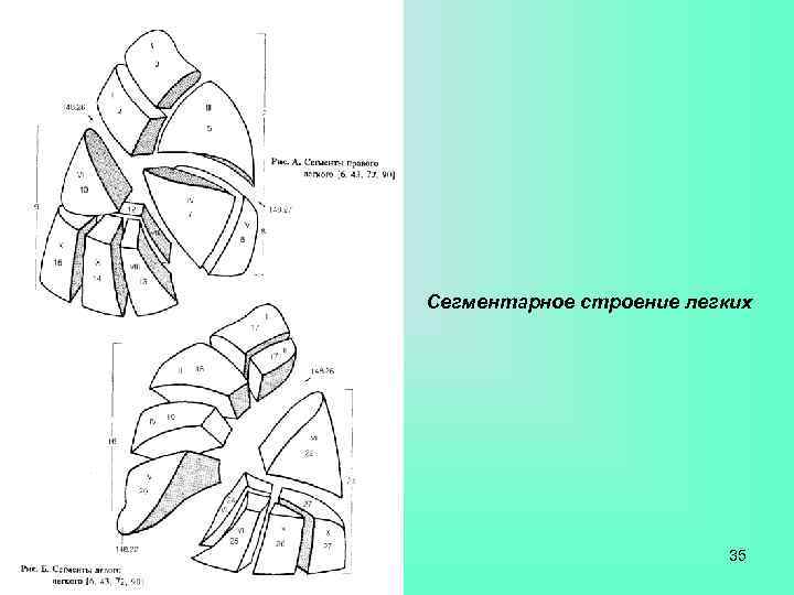 Сегментарное строение легких      35 