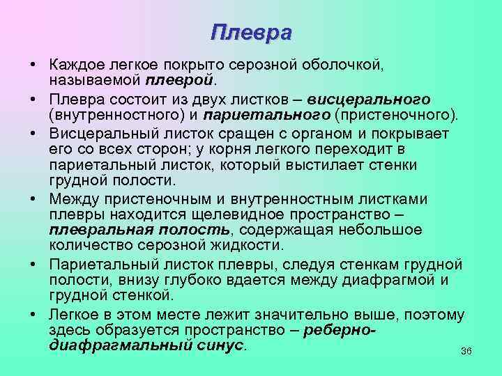      Плевра • Каждое легкое покрыто серозной оболочкой,  называемой
