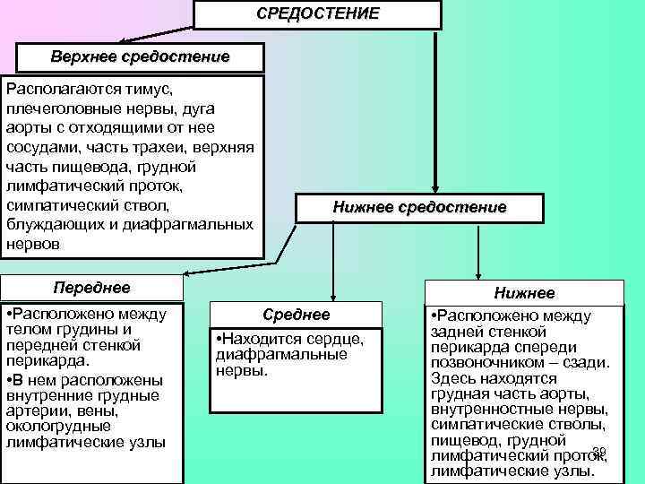        СРЕДОСТЕНИЕ  Верхнее средостение Располагаются тимус, плечеголовные