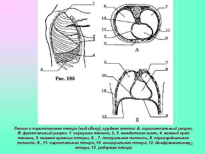 Легкие и париетальная плевра (вид сбоку), грудная клетка: А. горизонтальный разрез,  Б. фронтальный