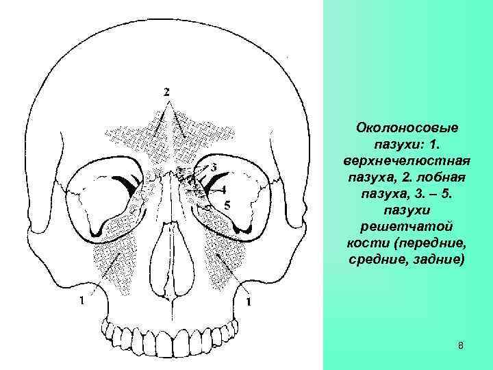 Основная пазуха. Околоносовые пазухи и гайморовы пазухи. Околоносовые пазухи черепа анатомия. Околоносовые пазухи лобные верхнечелюстные. Лобная пазуха лобной кости кости.