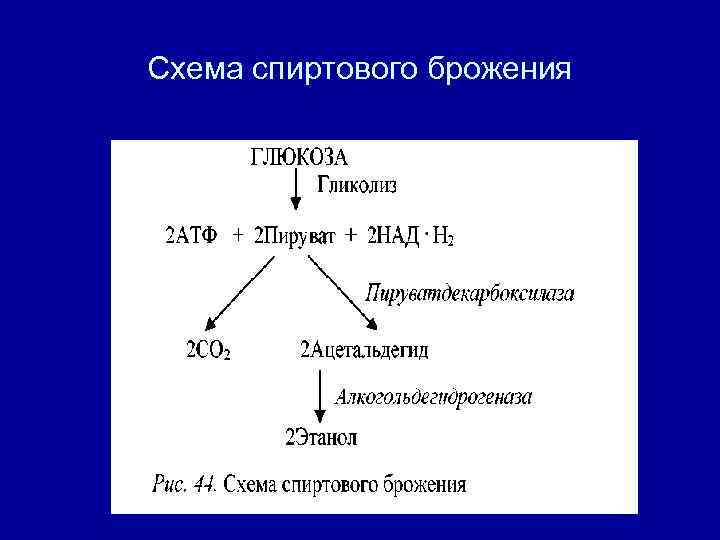 Белая и красная схема сбраживания в чем разница