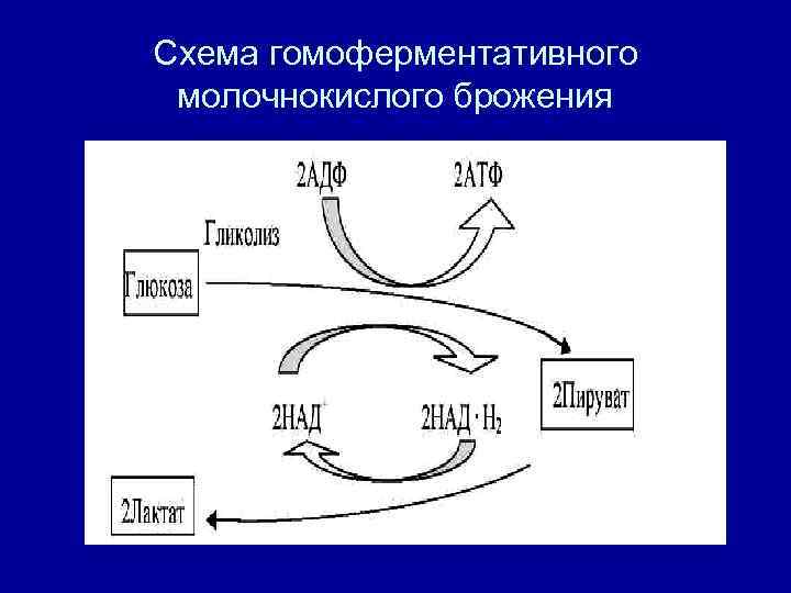 Молочнокислое гомоферментативное брожение схема