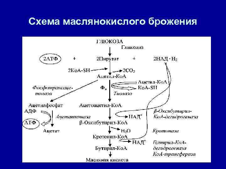 Маслянокислое брожение уравнение реакции